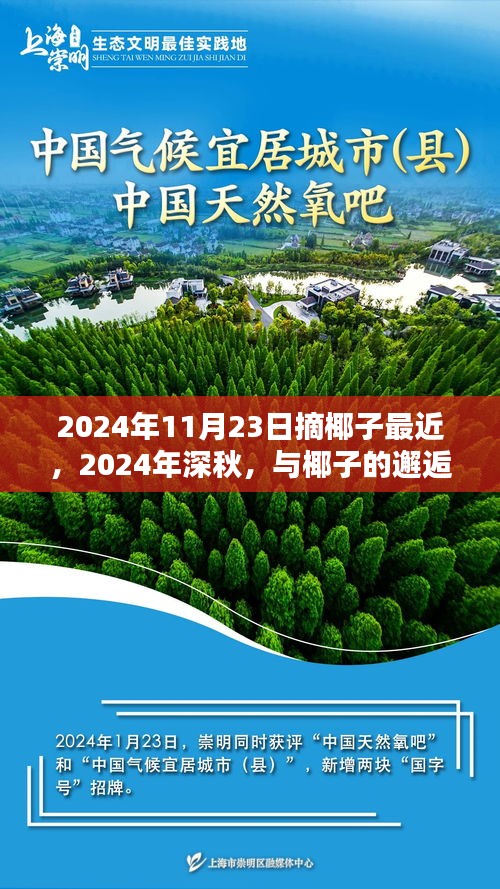 探寻最佳椰子采摘时机，深秋邂逅椰子的故事（2024年11月23日）