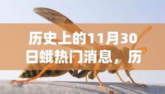 11月30日历史热门消息深度解析，特性、体验、对比与全面评测报告