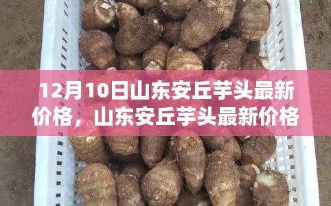 山东安丘芋头最新价格解析及用户体验报告