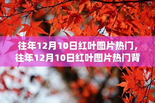 往年12月10日红叶图片风靡背后的审美变迁与观点碰撞