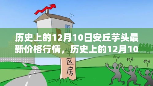 历史上的12月10日安丘芋头价格行情深度解析及全方位分析，特性、体验、竞品对比与用户群体洞察