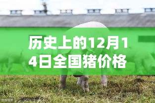 历史上的12月14日全国猪价格走势分析与今日猪价最新动态