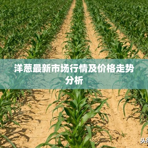 洋葱最新市场行情及价格走势分析