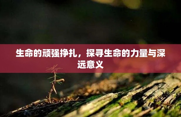 生命的顽强挣扎，探寻生命的力量与深远意义