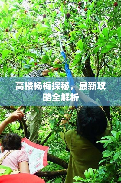 高楼杨梅探秘，最新攻略全解析