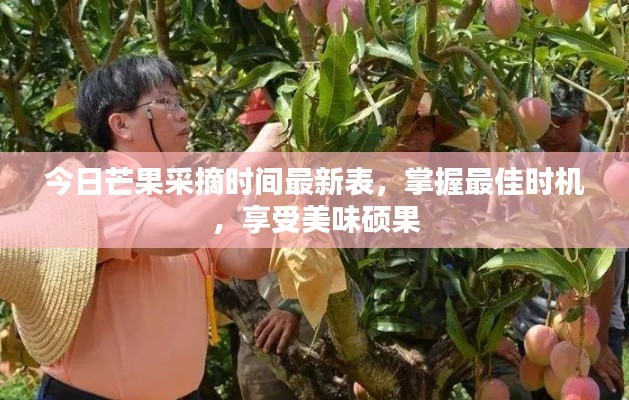 今日芒果采摘时间最新表，掌握最佳时机，享受美味硕果